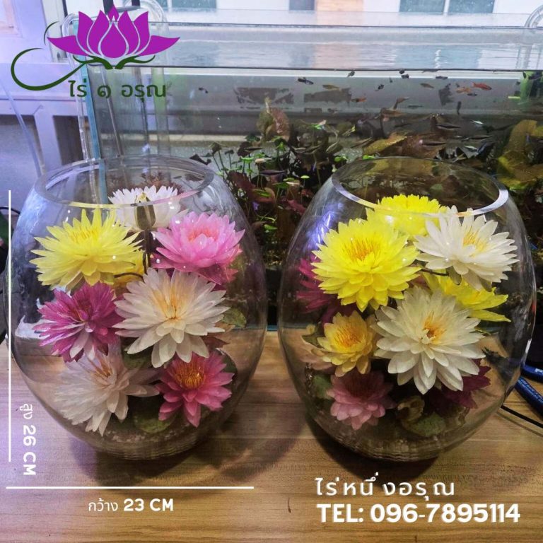 ดอกบัวอบแห้งในโถแก้ว